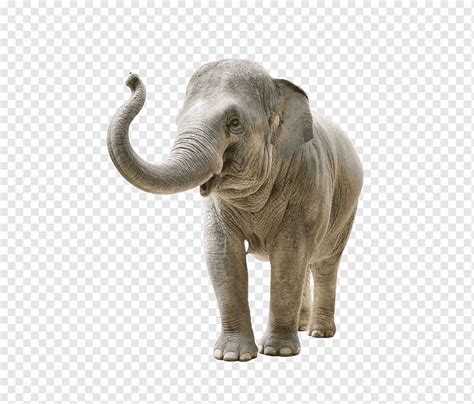 African Elephant Elephant Animal Long Nose Elephant Png Pngwing