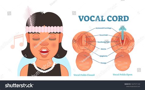 Vocal Folds Drawings Images Stock Photos Vectors Shutterstock