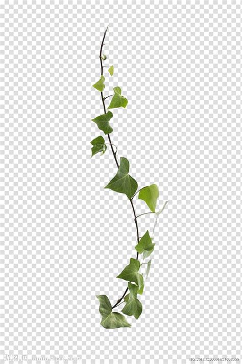 Common Ivy Virginia Creeper Vine Leaf Plant Vines Are Available For