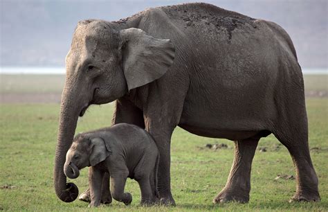 Cutest Child With Mother Elephant 4k Wallpaper Hd Wallpapers