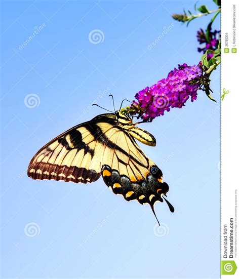 Mariposa Del Este De Swallowtail Del Tigre Foto De Archivo Imagen De