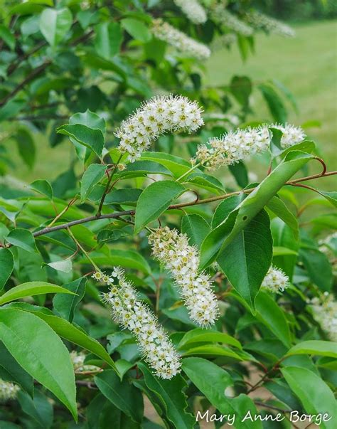 Black Cherry For Wildlife And People Too Flowering Trees Native