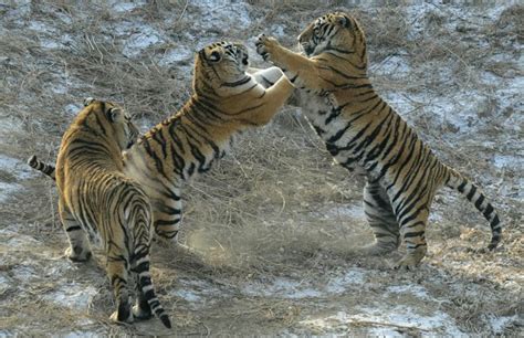 Highpower Healer Save The Siberian Tiger