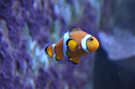 How to compute probability from poisson formula. poisson-clown (amphiprion ocellaris) (2) - Aquarium de Vannes