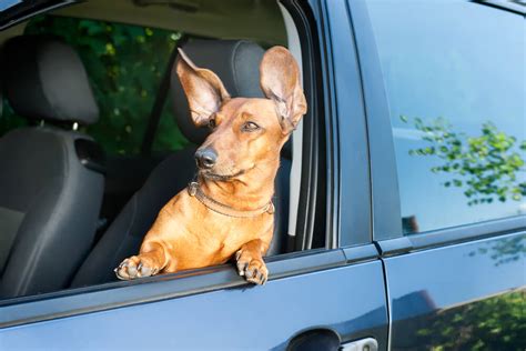 11 Driving Dogs Who Really Know What Theyre Doing