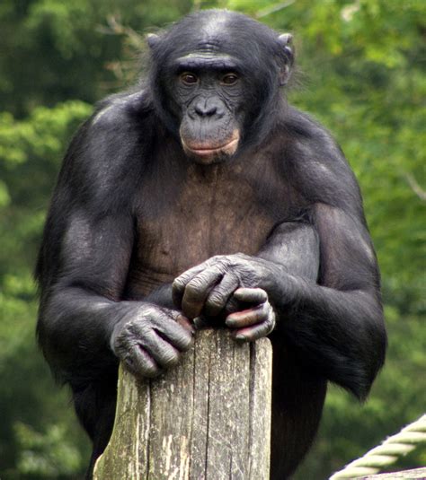 Compra lentes ópticos o neutros con filtro azul en chile. Journée mondiale du bonobo : ces 10 choses que vous ne ...