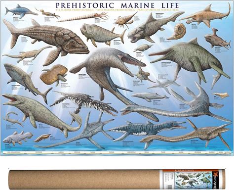 Eurographics Prehistoric Marine Life Poster 36 X 24 Inch Amazonae