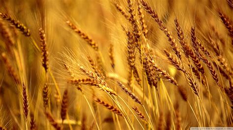 Wheat Wallpapers Top Free Wheat Backgrounds Wallpaperaccess