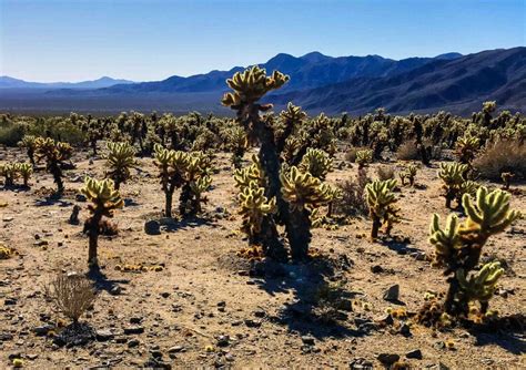 The sheer amount of these burn scared extraordinary cacti. Cholla Garden, Joshua Tree National Park - Travel Past 50