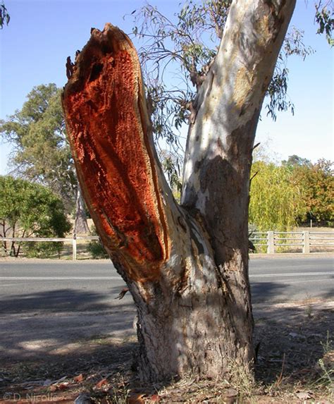 Wood monkeys offer red gum to heat up your fireplace (jetmaster, megamaster, closed combustion) or pizza oven. River Red Gum sudden branch failure
