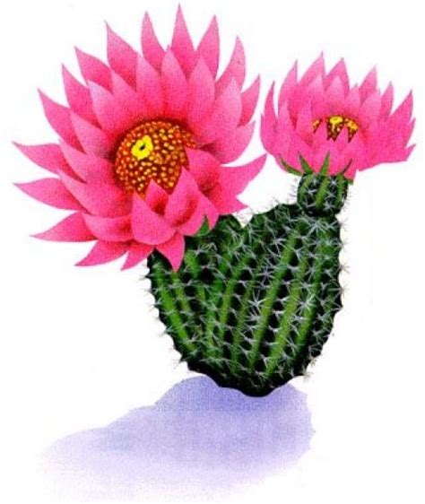 Download Cactus Blossom Clipart For Free Designlooter 2020 👨‍🎨