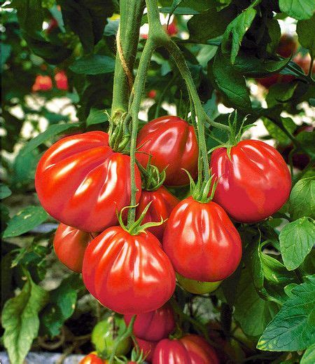 Mit ihrem straff kissenartigen, niederliegenden, horstigen wuchs erreicht diese. Veredelte Ochsenherz-Tomaten "Aurea" F1 2 Pflanzen (mit ...
