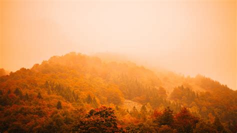 Wallpaper Fog Autumn Forest Mountain 5k Nature 16240