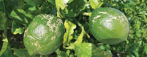 Gardeners might be infamous for passing along myths and legends, but this simple fungicide has some pretty good academic credentials. Citrus Enthusiast: Common Citrus Diseases & Pests