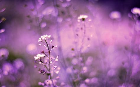 Download Free Lavender Flower Backgrounds Pixelstalknet