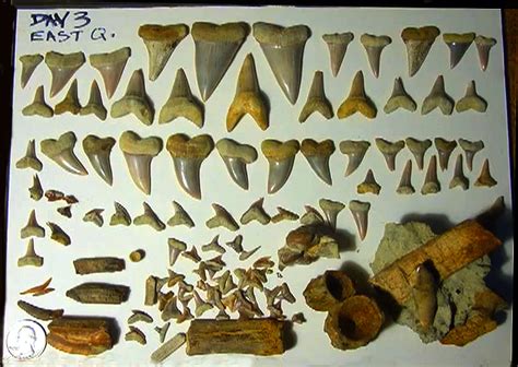 Fossils From Sharktooth Hill Bone Bed Fossil Locality