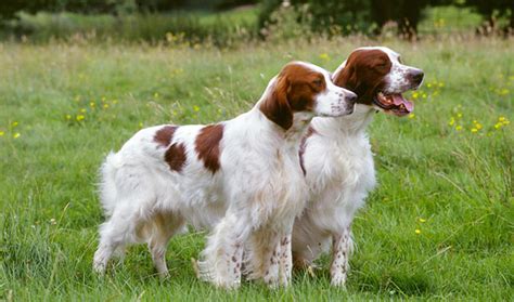 Irish Red And White Setter Breed Information