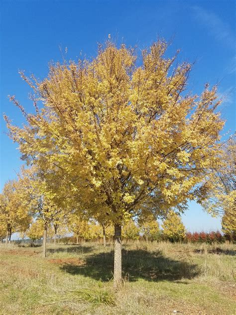 Ulmus Parvifolia Allee® Lacebark Elm Select Trees