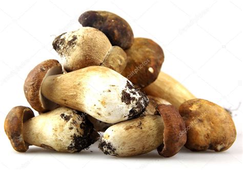Mushrooms Porcini Boletus Edulis Stock Photo Nenovbrothers