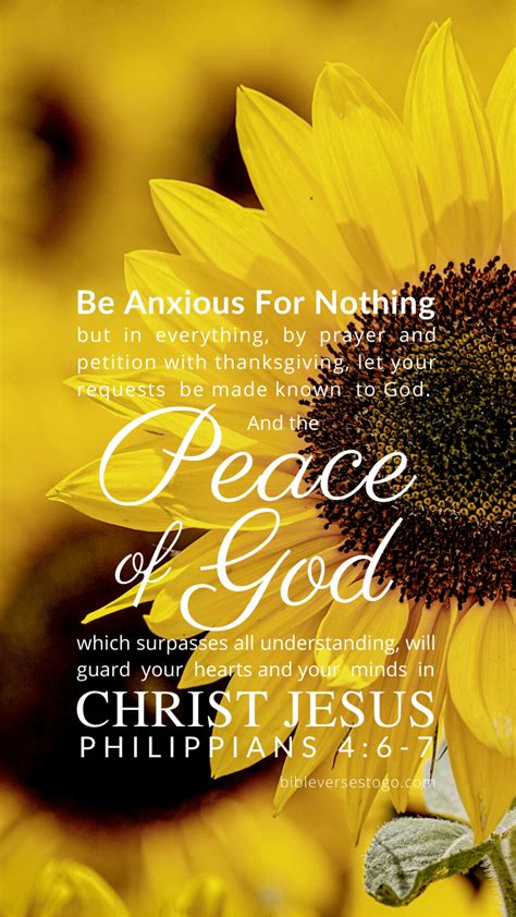 Aesthetic sunflower wallpaper with bible verses. Sunflower Phil 4:6-7 - Bible Verses To Go