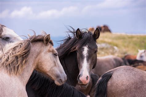 Portrait Of Beautiful Wild Horses 11921138 Stock Photo At Vecteezy