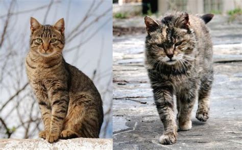 Tabby Vs Farm Cat Breed Comparison Mycatbreeds