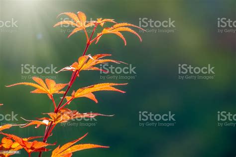 Summer Or Autumn Foliage Japanese Red Maple Tree Leaves Acer Palmatum
