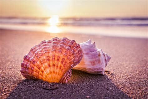 Where To Find Shells On Sanibel Island