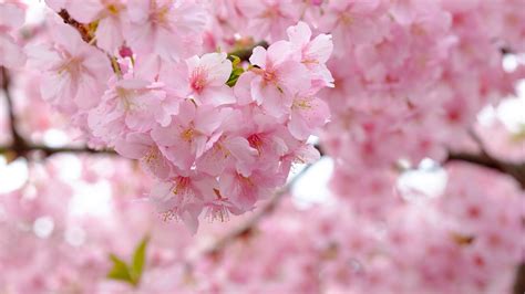 Wallpaper Sakura Blossom Cherry Branches Spring Tree Pink Petals