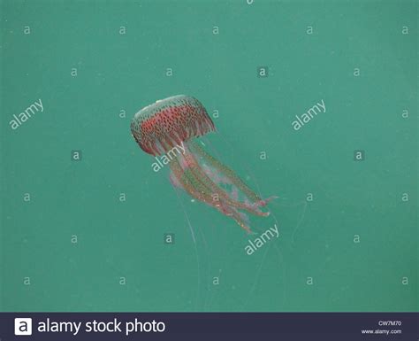 Medusa Jellyfish Hi Res Stock Photography And Images Alamy