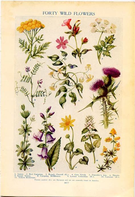 Check spelling or type a new query. Vintage Botanical Prints Forty Wild Flowers 1926