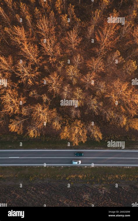 Traffic On The Road Through Autumnal Aspen Tree Forest Top View Aerial