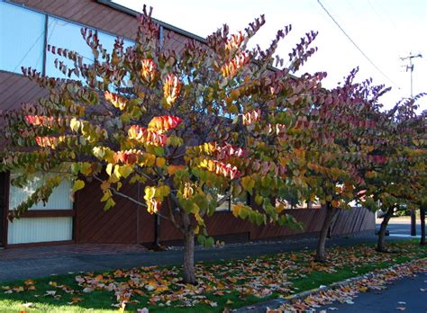 We did not find results for: Fall Foliage | The World's Best Gardening Blog