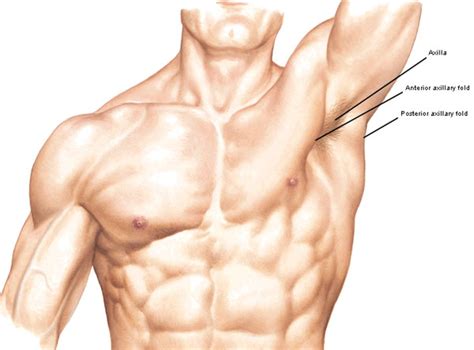 Human Anatomy Armpit