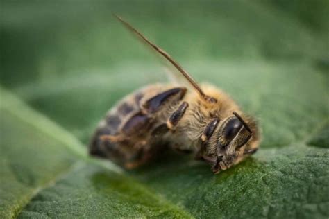 Declining Bee Population