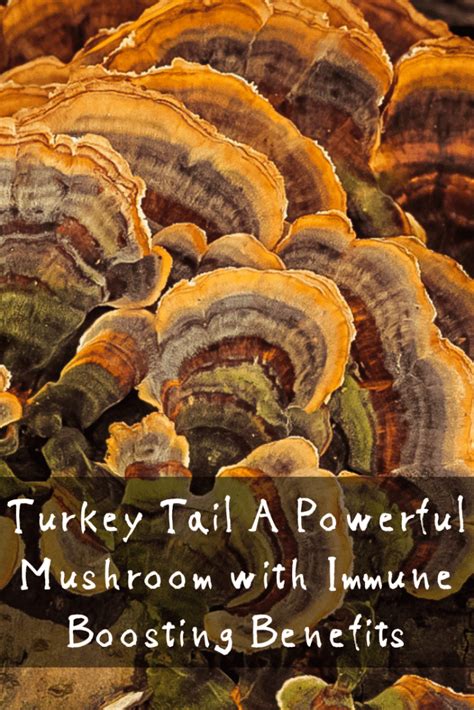turkey tail a powerful mushroom with immune boosting benefits