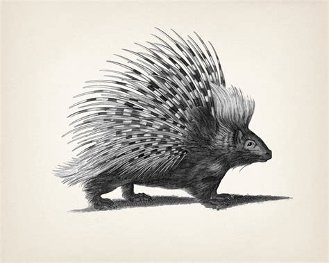 Porcupine Drawing Fine Art Print Of A Vintage Natural Etsy