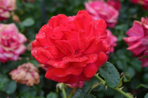 Check spelling or type a new query. Easy Elegance® Super Hero Rose | Faller Landscape
