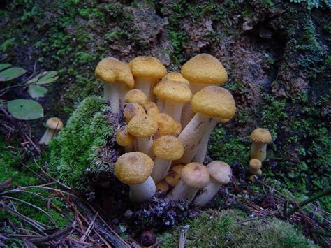 Armillaria Mellea At Indiana Mushrooms