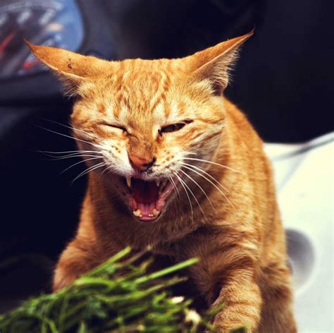 Free Stock Photo Of Angry Cat Download Free Images And Free Illustrations