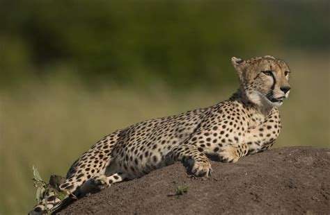 Found On Bing From Animalia Lifeclub Cheetahs Cheetah Animals