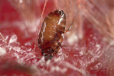 How Long Can Fleas Live Without A Host Pestclue