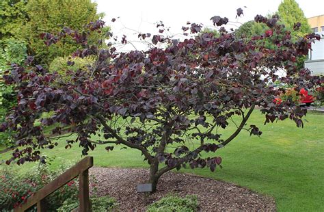 Forest Pansy Redbud Maples N More Nursery