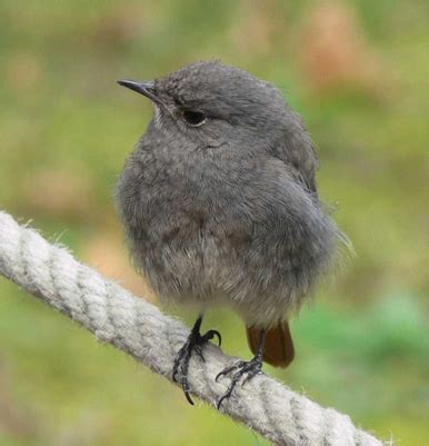 Aus dem dritten stock gefallen: NABU warnt: Jungvögel sind nicht immer „aus dem Nest ...