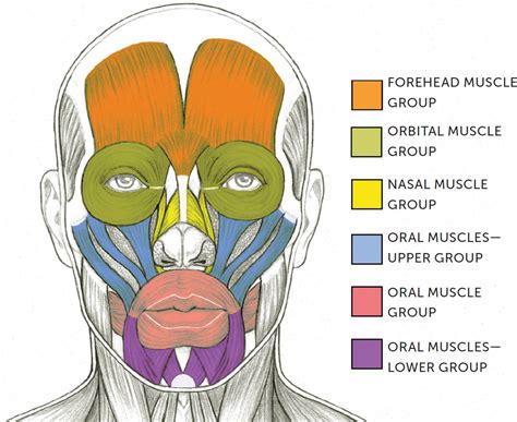 Facial Muscles And Expressions Classic Human Anatomy In