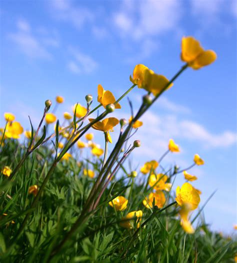 Beautiful flowers can make people feel happy, and improved people's quality of life. Get Images: Beautiful Color Flower Photography