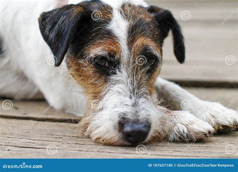 Tired Dog After Walking Sad Dog Dog Portrait Stock Photo Image Of