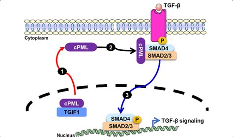 t1 is the contextual determinant of pml nucleocytoplasmic shuttling download scientific