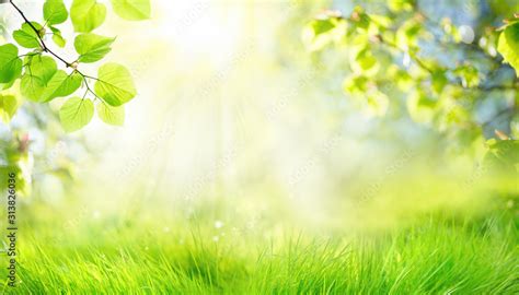 Spring Summer Background With Frame Of Grass And Leaves On Nature