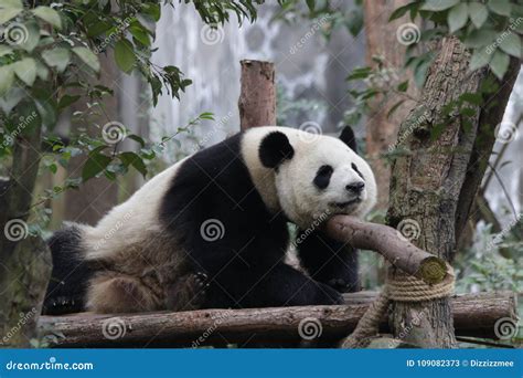 Female Giant Panda On The Tree Stock Image Image Of Conservation